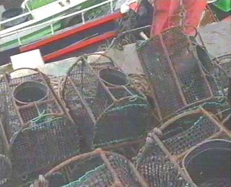 PESCA 16  GANADO